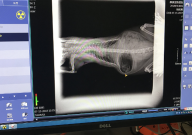 給寵物拍片子多少錢（一次）